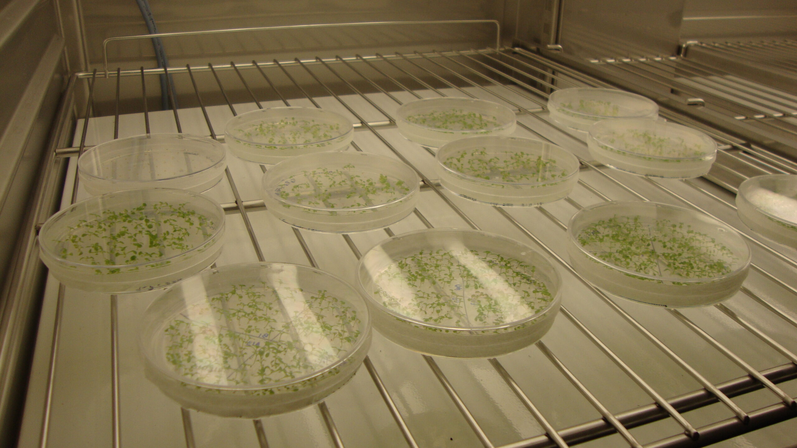 arabidopsis