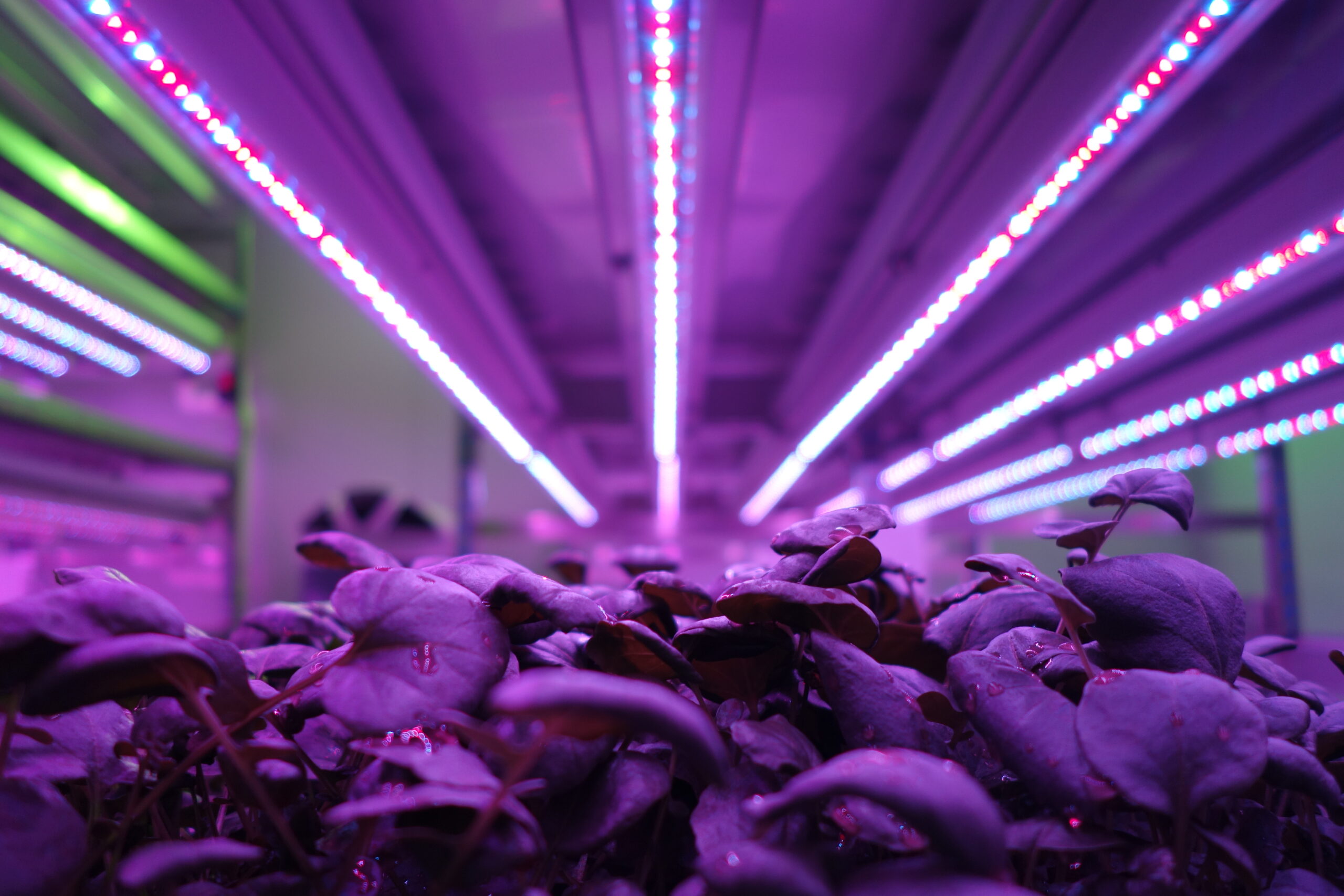 arabidopsis