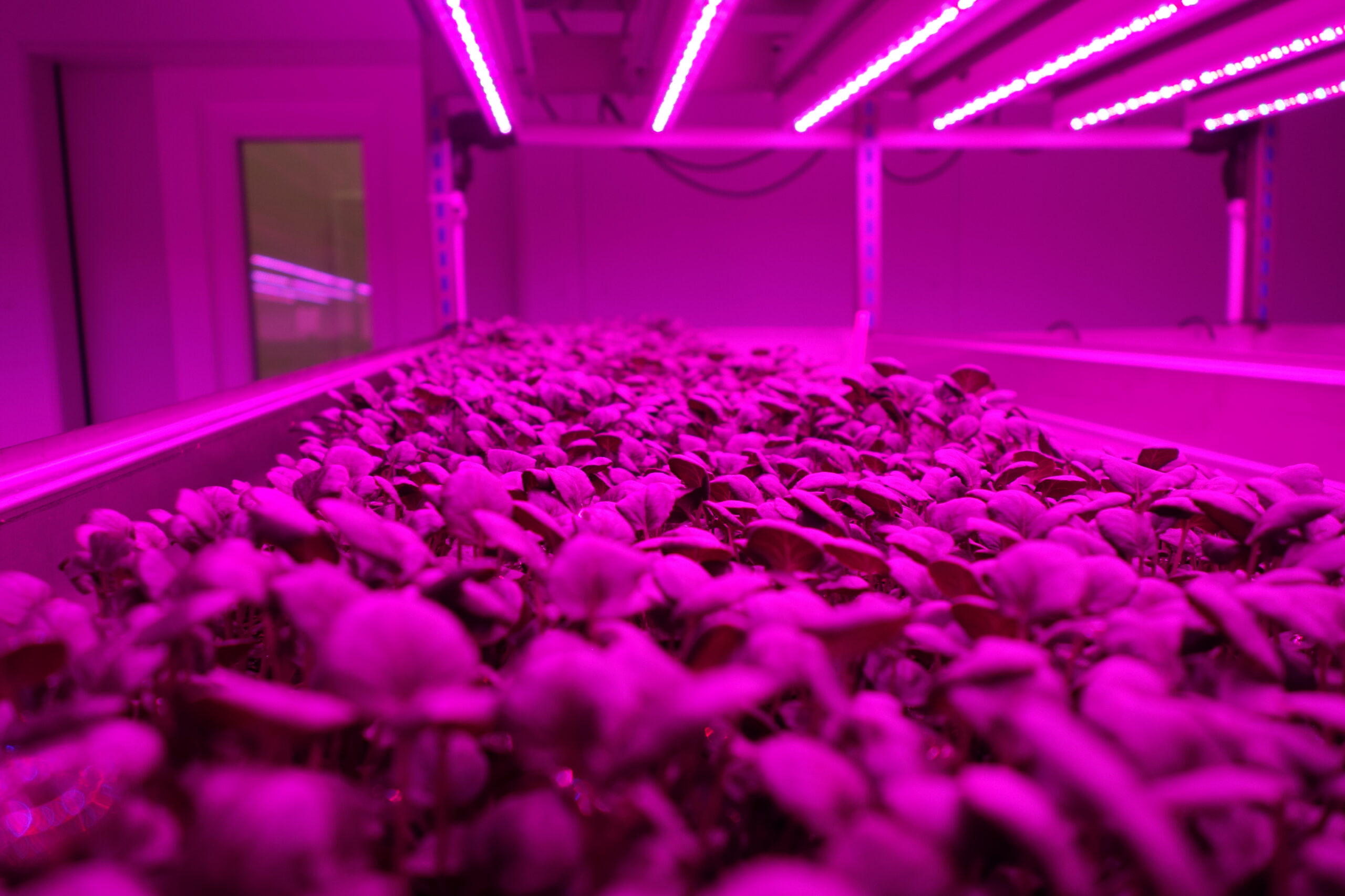 arabidopsis
