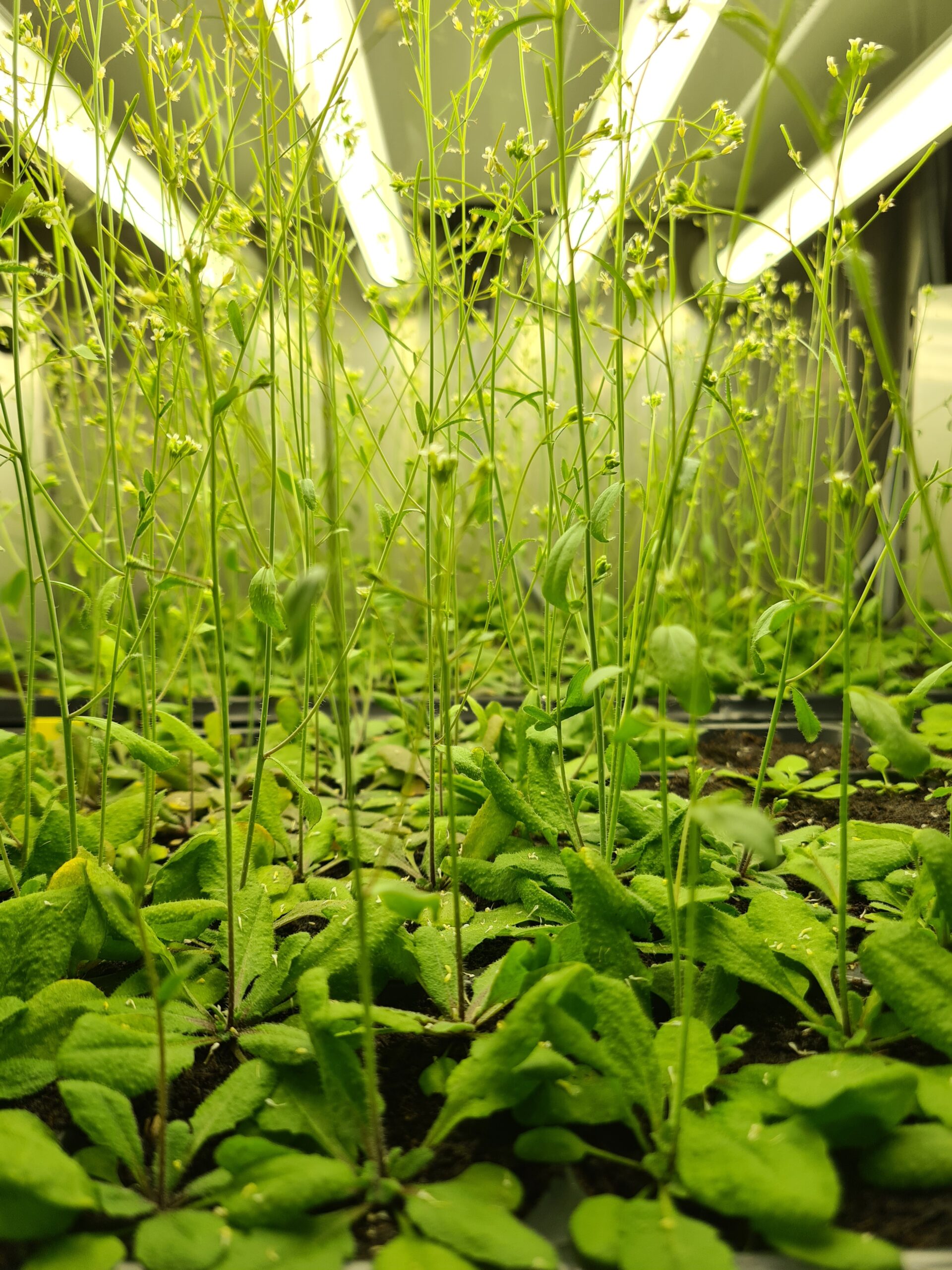 arabidopsis