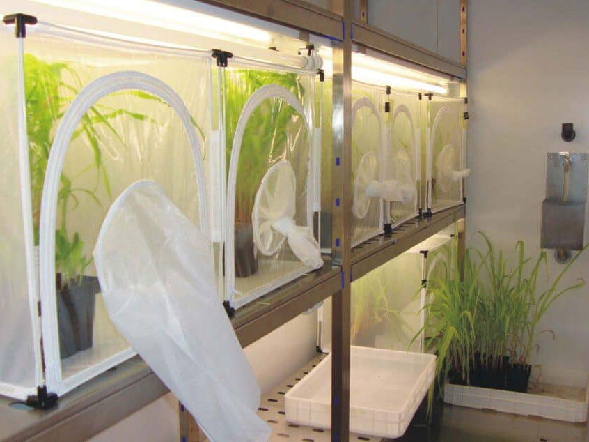 clitec-Aralab-butterfly-insect-rearing-room-1