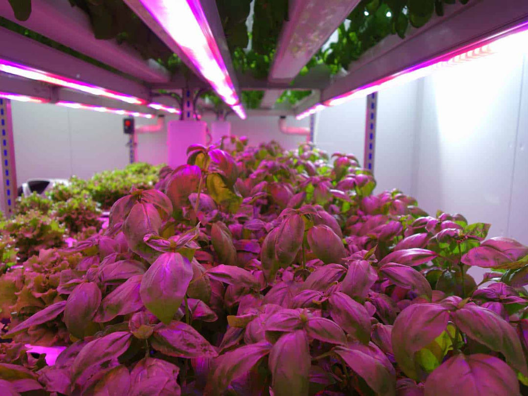 clitec-Aralab-hydroponic-Controlled-Environment-Agriculture-2-1